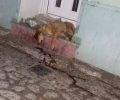 Παράτησε τα πτώματα δύο σκυλιών έξω από την πόρτα του σπιτιού φιλόζωων κατοίκων στην Αγιάσο Λέσβου