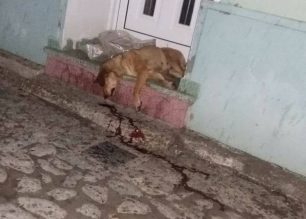 Λέσβος: Πυροβολημένο το νεκρό σκυλί που ο δράστης άφησε στην Αγιάσο έξω απ'το σπίτι φιλόζωης