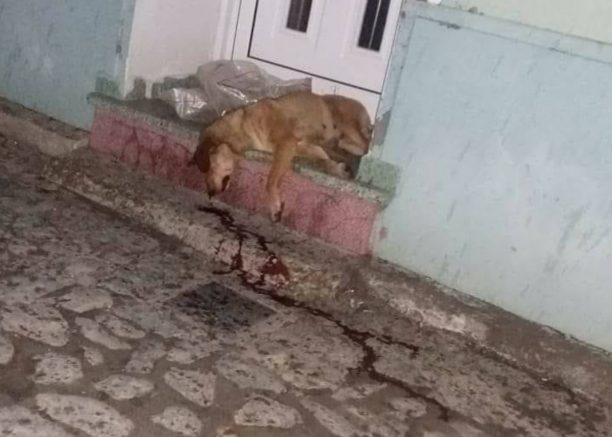 Παράτησε τα πτώματα δύο σκυλιών έξω από την πόρτα του σπιτιού φιλόζωων κατοίκων στην Αγιάσο Λέσβου