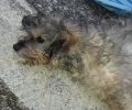 Βρήκε σκύλο πυροβολημένο να κείτεται παράλυτος στη μέση του δρόμου στον Άγιο Θωμά Αιτωλοακαρνανίας (βίντεο)