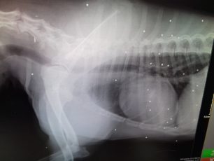 18-12-2017 η δίκη του συνταξιούχου αστυνομικού που πυροβόλησε αδέσποτο σκύλο στην Παλλήνη Αττικής