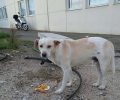 Αναζητούν τον σκύλο που κάποιος κακοποίησε στην Πάτρα τρυπώντας το αυτί του με συρραπτικό