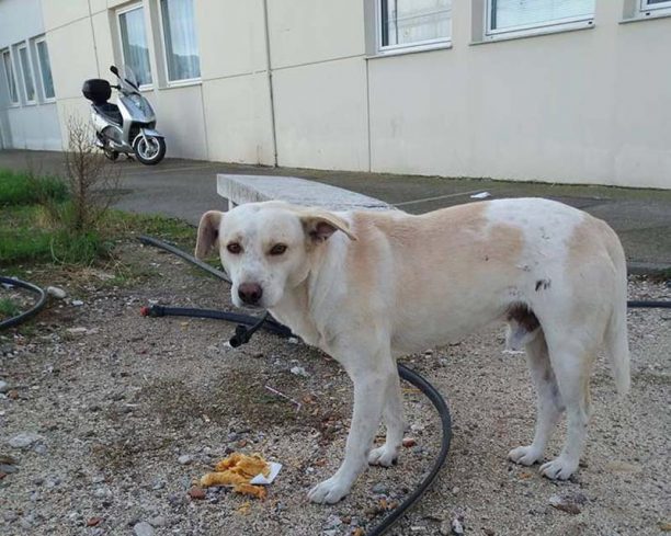Αναζητούν τον σκύλο που κάποιος κακοποίησε στην Πάτρα τρυπώντας το αυτί του με συρραπτικό