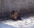 Ξύπνησε από τον χειμέριο ύπνο η αρκούδα που έχει διασωθεί από υδατοδεξαμενή στη Δράμα (βίντεο)