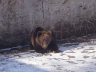 Ξύπνησε από τον χειμέριο ύπνο η αρκούδα που έχει διασωθεί από υδατοδεξαμενή στη Δράμα (βίντεο)