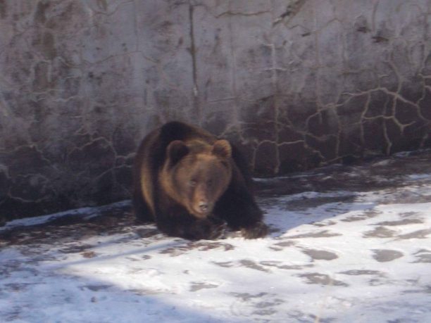 Δράμα: Έσωσαν την αρκούδα που είχε εγκλωβιστεί σε δεξαμενή (βίντεο)