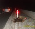 Άλλη μια αρκούδα νεκρή θύμα τροχαίου στην Εγνατία Οδό στην Κοζάνη