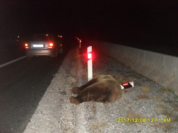 Άλλη μια αρκούδα νεκρή θύμα τροχαίου στην Εγνατία Οδό στην Κοζάνη