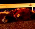Κοζάνη: Δεύτερο θανατηφόρο τροχαίο με θύμα αρκούδα στην Εγνατία Οδό στο ίδιο σημείο μέσα σε 24 ώρες