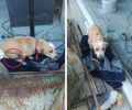Έκκληση για άρρωστο σκυλί με όγκο στο Δερβένι Κορινθίας
