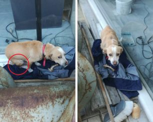 Έκκληση για άρρωστο σκυλί με όγκο στο Δερβένι Κορινθίας