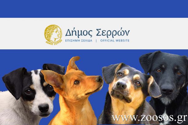 700 σκυλιά στο Δημοτικό Κυνοκομείο Σερρών και ο δήμος μαζεύει και άλλα αδιαφορώντας και για την εξοικονόμηση πόρων