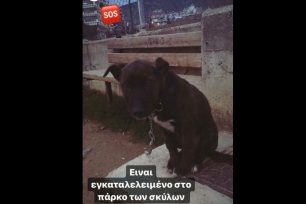 Έκκληση για το σκυλί που πιθανότατα κάποιος έδεσε και εγκατέλειψε κοντά στο Δημαρχείο Δράμας