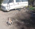 Έλος Χανίων: O αλυσοδεμένος σε παρατημένο όχημα σκύλος έτρωγε κάστανα με τα αγκάθια για να επιζήσει  