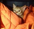 Έσωσε το γατάκι που είχε πέσει σε υπόνομο και ο Δήμος Περιστερίου αδιαφόρησε για την τύχη του (βίντεο)