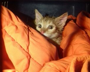 Έσωσε το γατάκι που είχε πέσει σε υπόνομο και ο Δήμος Περιστερίου αδιαφόρησε για την τύχη του (βίντεο)