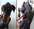 Βρήκαν τον σκύλο σκελετωμένο και ετοιμοθάνατο στην αυλή των ιδιοκτητών του στον Γέρακα Αττικής
