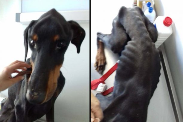 Βρήκαν τον σκύλο σκελετωμένο και ετοιμοθάνατο στην αυλή των ιδιοκτητών του στον Γέρακα Αττικής