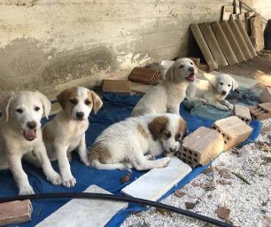 Καταγγέλλουν την κλοπή 7 κουταβιών από ιδιωτικό χώρο στον Άγιο Χαράλαμπο στα Ίσθμια Κορινθίας