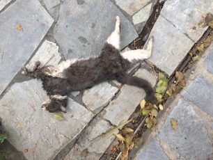 Άλιμος: Με φόλες δηλητηρίασαν τις γάτες στην οδό Ερεχθείου στο Καλαμάκι Αττικής