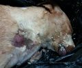 Κορινθία: Βρήκε πυροβολημένο και νεκρό τον σκύλο που φρόντιζαν στη χωματερή της Καλλιθέας