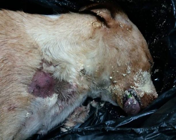 Κορινθία: Βρήκε πυροβολημένο και νεκρό τον σκύλο που φρόντιζαν στη χωματερή της Καλλιθέας