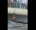 Αχαΐα: Σκύλος δεμένος από μπαλκόνι σπιτιού στην Κάτω Αχαγιά δεν μπορούσε ούτε να κουνηθεί