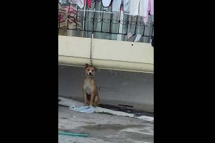 Αχαΐα: Σκύλος δεμένος από μπαλκόνι σπιτιού στην Κάτω Αχαγιά δεν μπορούσε ούτε να κουνηθεί