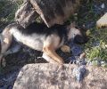 Ρόδος: Συστηματική δηλητηρίαση αδέσποτων και οικόσιτων ζώων – κυρίως σκυλιών – με φόλες στα Κοσκινού