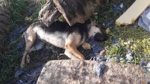 Ρόδος: Συστηματική δηλητηρίαση αδέσποτων και οικόσιτων ζώων – κυρίως σκυλιών – με φόλες στα Κοσκινού