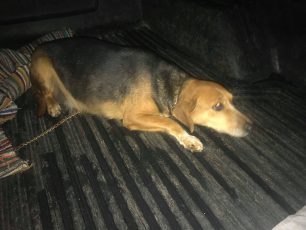 Βρήκαν τον αδέσποτο σκύλο πυροβολημένο στο Κουφόβουνο Έβρου
