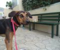 Ηράκλειο Κρήτης: Καταδικάστηκε με αναστολή γυναίκα που έσερνε σκύλο στην άσφαλτο με το Ι.Χ. το 2014