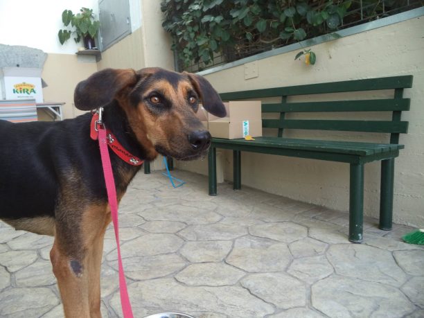 Ηράκλειο Κρήτης: Καταδικάστηκε με αναστολή γυναίκα που έσερνε σκύλο στην άσφαλτο με το Ι.Χ. το 2014