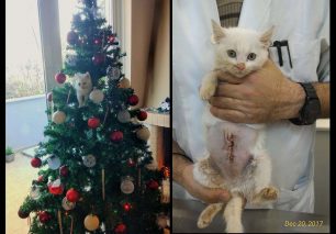 Λέσβος: Το γατάκι που πυροβολήθηκε με αεροβόλο βρήκε θαλπωρή στο σπίτι μιας φιλόζωης
