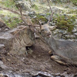 LesvosAsomatosDamaElafi 1