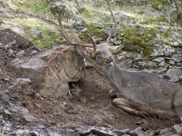 Λέσβος: Έσωσαν το ελάφι που παγιδεύτηκε με τα κέρατα σε παλιό συρματόπλεγμα