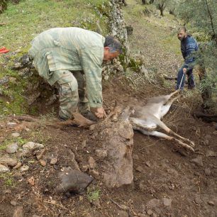 LesvosAsomatosDamaElafi 2