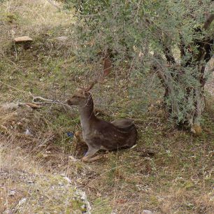 LesvosAsomatosDamaElafi 5