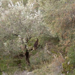 LesvosAsomatosDamaElafi 7