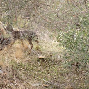 LesvosAsomatosDamaElafi 8