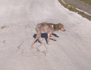 Λιβάδι Ελασσόνας: Αντί να βοηθήσει τον σκελετωμένο & άρρωστο σκύλο κάνει κριτική για την παρουσία του