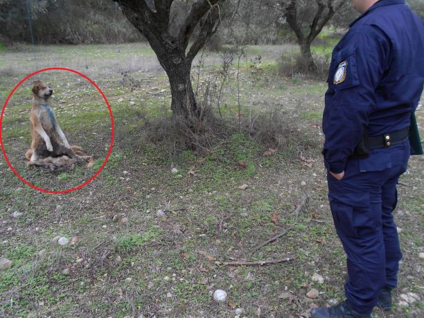 Αχαΐα: Βρήκαν νεκρό τον σκύλο κρεμασμένο σε ελιά μεταξύ Αλισσού και Λουσικά