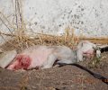 Λέσβος: 4-4-2019 η δίκη άνδρα που άφηνε τον σκύλο του να λιώνει από τον καρκίνο στα Λουτρά Μυτιλήνης - Επικυρώθηκε το διοικητικό πρόστιμο