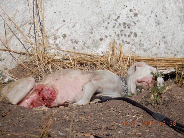 Λέσβος: Βασάνιζε τον σκύλο του αφήνοντας τον να αργοπεθαίνει από τον καρκίνο στα Λουτρά Μυτιλήνης 