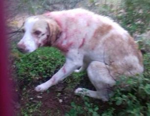 Αναρρώνει ο σκύλος που βρέθηκε πυροβολημένος στο χωριό Μάδενα Μεσσηνίας (βίντεο)