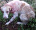 Βρήκε τον σκύλο πυροβολημένο στο κεφάλι κοντά στο χωριό Μάδενα Μεσσηνίας (βίντεο)
