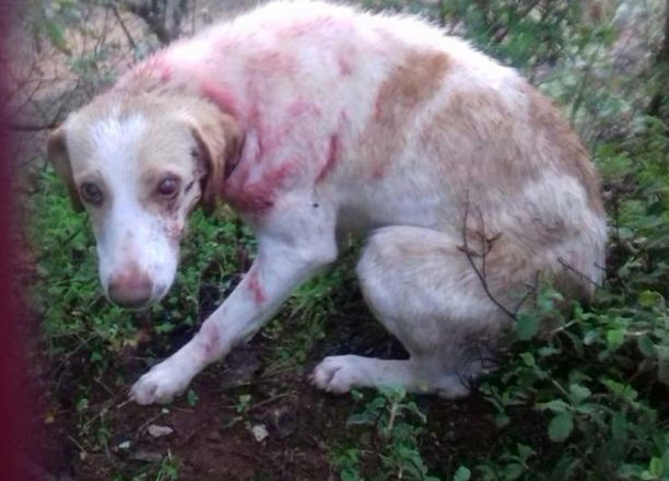 Βρήκε τον σκύλο πυροβολημένο στο κεφάλι κοντά στο χωριό Μάδενα Μεσσηνίας (βίντεο)