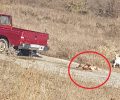 Μαυροβούνι Λάρισας: Έσερνε σκύλο στην άσφαλτο με το αγροτικό (βίντεο)
