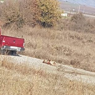 MavrovouniLarissasAsfaltosSkylos 6