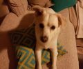 Χάθηκε άσπρος σκύλος στο Αιγάλεω Αττικής